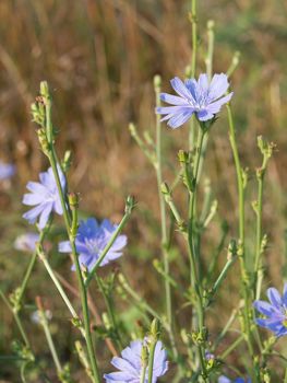 The chicory (Cichorium intybus), also known therapeutic effect.