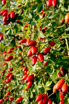 The wild rose (Rosa Canina) berries, rose hips.