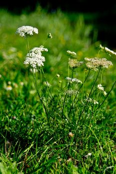 The wild yarrow (Achillea collina) herbal medicine as well.