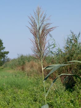 Reed (Phragmites australis) flower on a lake.