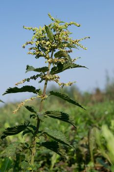 Nettle (Urtica dioica) of the ditch banks herbs.