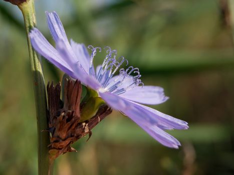 The chicory (Cichorium intybus), also known therapeutic effect.