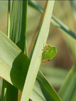 The Buffalo Treehoppe (Stictocephala bisonia) field pest.