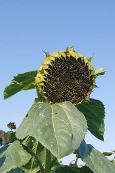 Mature sunflower (Helianthus annuus) seeds are black.