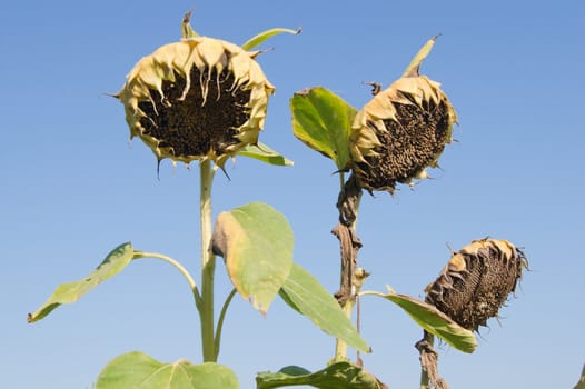 Mature sunflower (Helianthus annuus) seeds are black.