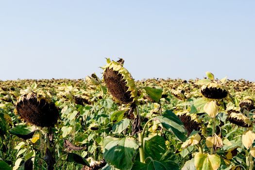 Mature sunflower (Helianthus annuus) seeds are black.