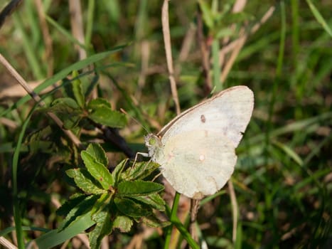 Rape Butterfly (Pieris napi) pieridae belonging to the species.