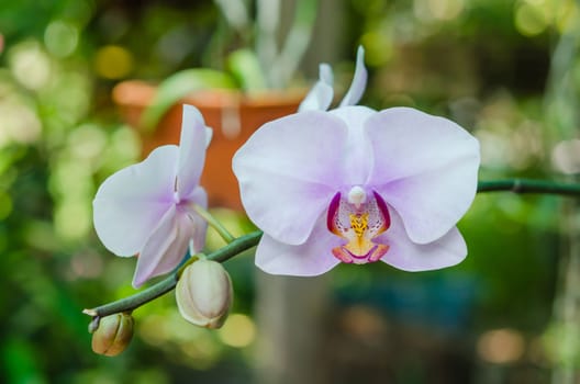 close up of pink orchid flower in green garden