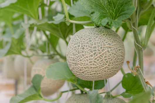 Melon in a vegetable garden
