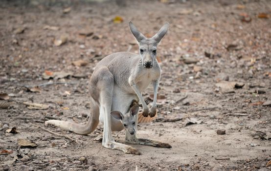 female gray kangaroo with joey in pouch