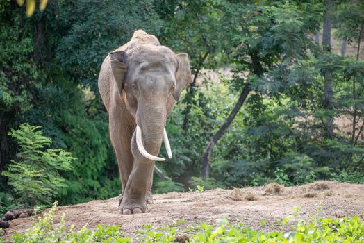 male asia elephent tether with chain in thailand