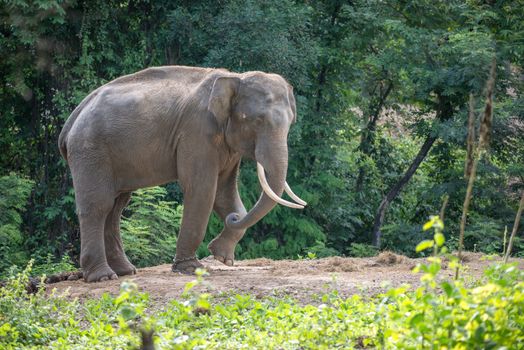 male asia elephent tether with chain in thailand