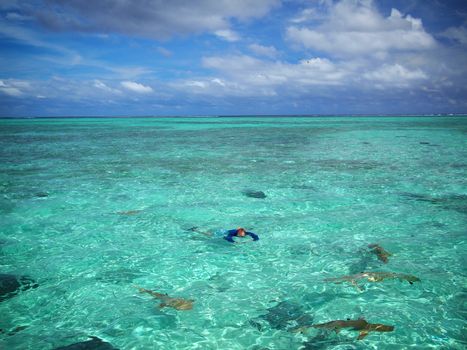 A tourist in sun protective swimwear photographing during snorkeling with sharks and stingrays in the shallow, clear water of the lagoon of Bora Bora, a tropical island in the Tahiti archipelago French Polynesia in the Pacific Ocean.