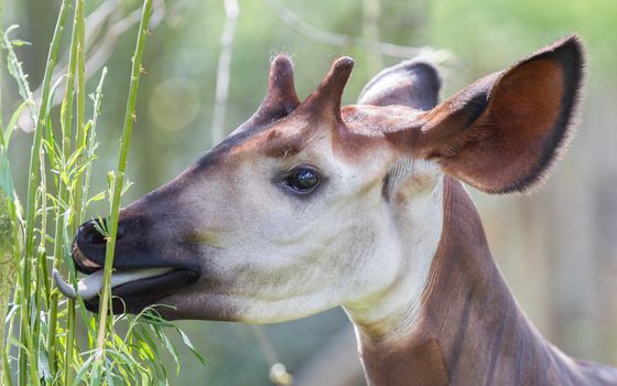 Close-up of an okapi eating, natural habitat