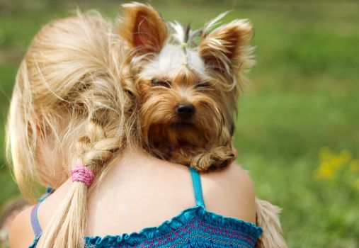 Yorkshire terrier on the shoulder of 6 year old girl. looking into the camera
