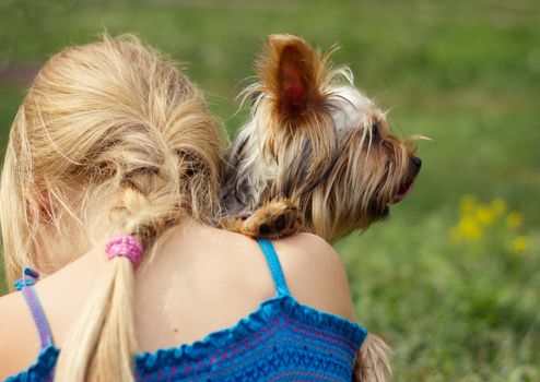 Yorkshire terrier on the shoulder of 6 year old girl. looking to the right