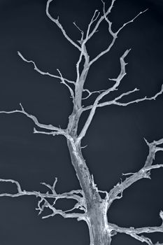 A bare tree in front of dark background.