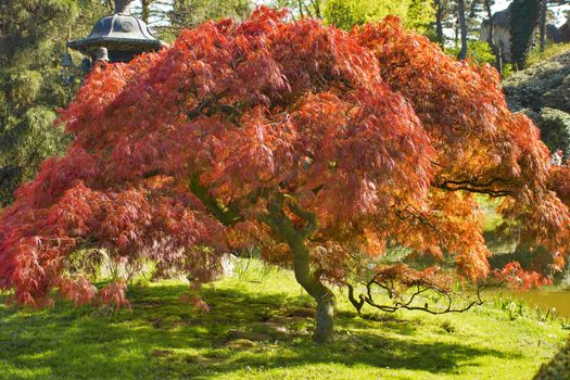 A red Japanese Maple in sunshine.