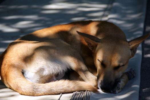  orange dog pooch sleep outodoor is carrefree 