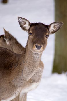 The fallow deer looks curiously at the camera.