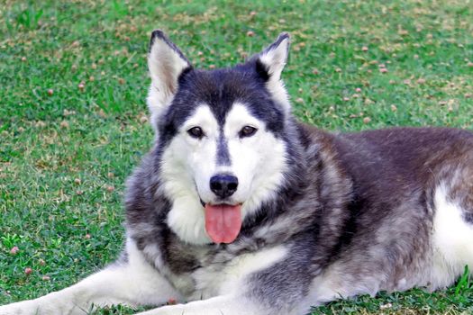 Very nice siberian husky in the garden