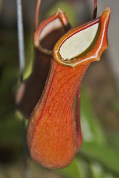 Pitcher plant - Nepenthes