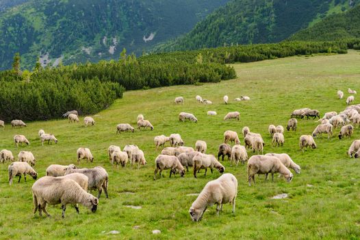 Sheep herds at alpine pastures in Retezat National Park, Carpathians, Romania. 