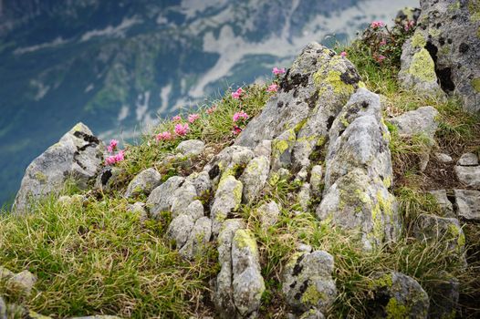 Rhododendron flowers of Retezat National Park mountains at summer in South Carpatians, Transylvania, Romania, Europe. Selective focus.