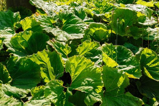 Big green leaves of burdock with dewdrops. good as background.