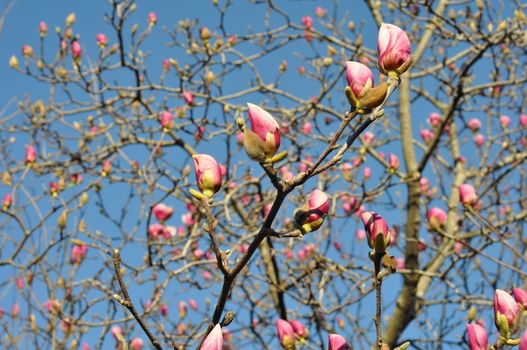 Magnolia tree branches with pink blooming buds and blue sky