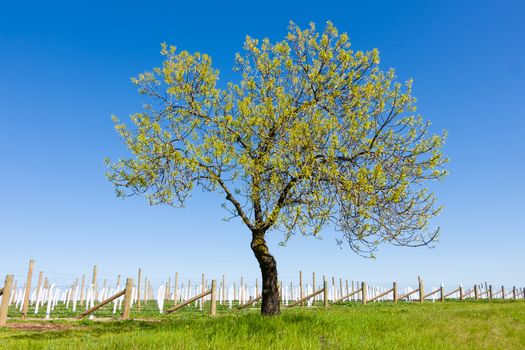 A vineyard with a solitary tree with grass and a clear blue sky.