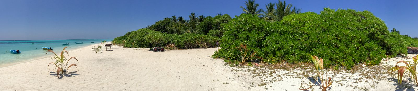 Vegetation of Maldive Islands.