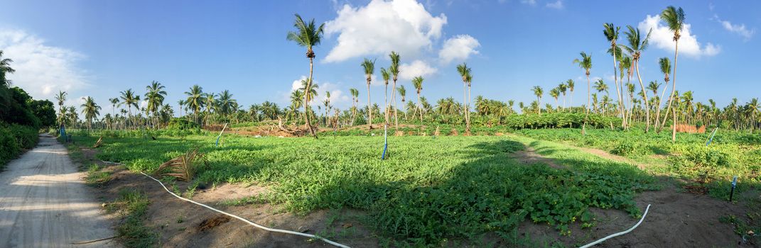 Vegetation of Maldive Islands.