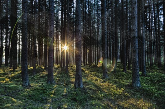 The primeval forest with grass on ground