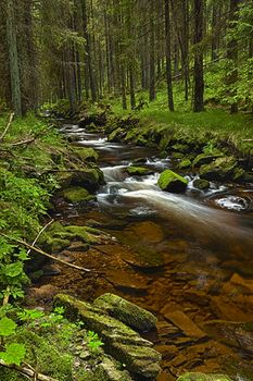 The river runs over boulders in the primeval forest