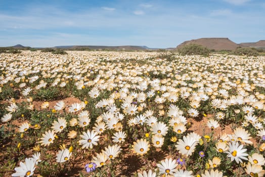 A carpet of wild flowers at Gannabos near Nieuwoudtville in the Namaqualand region of the Northern Cape Province of South Africa