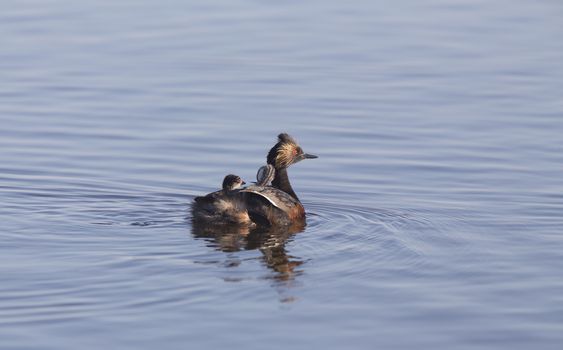 Eared Grebe with Babies Saskatchewan Marsh Canada