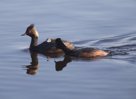 Eared Grebe with Babies Saskatchewan Marsh Canada