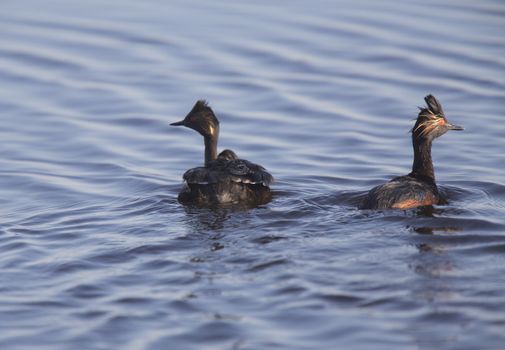 Eared Grebe with Babies Saskatchewan Marsh Canada