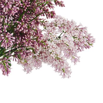 The flower lilac isolated on white background