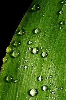 Green leaves of lily of the valley