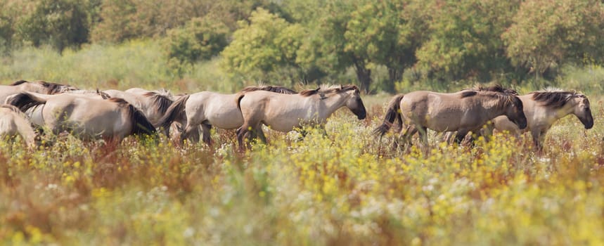 Konik horses walking in the dutch landscape