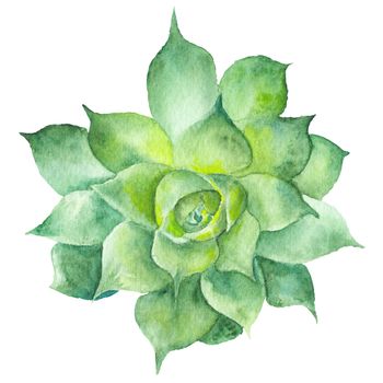 Hand-painted drawing with green tropical plant isolated on white background, Sempervivum botanical illustration