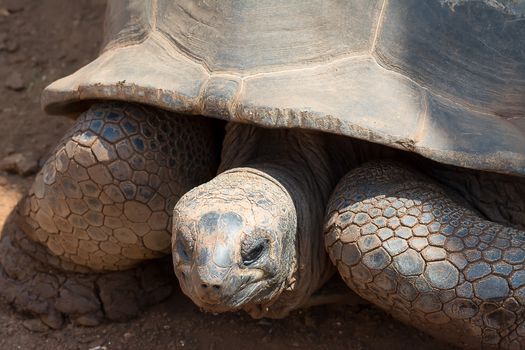 Giant Tortoise land that looks curious in search of food