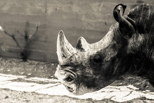 Fine example of a rhinoceros in the version in black and white







Rhino
