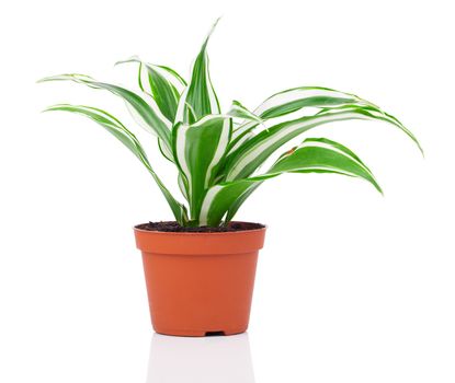 Dracaena fragrans (cornstalk dracaena) isolated on a white background