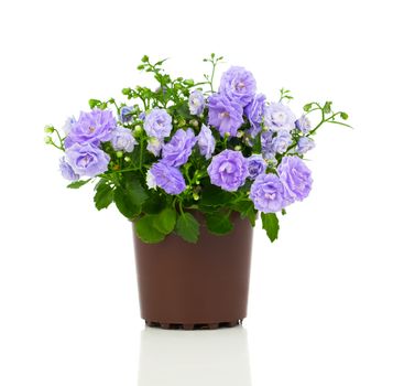 blue Campanula terry flowers, on a white background.