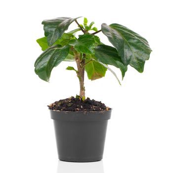 Hibiscus houseplant isolated on white background. Malvaceae.