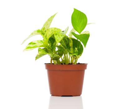 Epipremnum aureum (family Araceae) plant in pot, isolated on white background. family Araceae