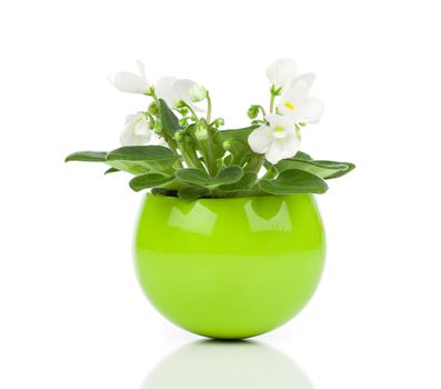 white Saintpaulia flowers in green flowerpot on white background